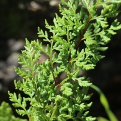 Cheilanthes austrotenuifolia (Rock Fern) at West Albury, NSW - 24 Sep 2022 by KylieWaldon