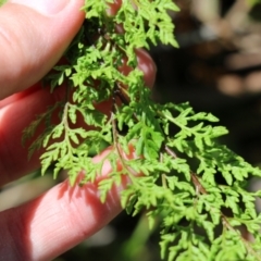 Cheilanthes austrotenuifolia at West Albury, NSW - 24 Sep 2022 11:20 AM