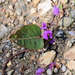 Hardenbergia violacea at West Albury, NSW - 24 Sep 2022