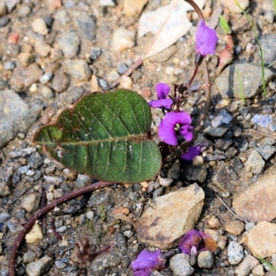 Hardenbergia violacea (False Sarsaparilla) at Albury - 24 Sep 2022 by KylieWaldon