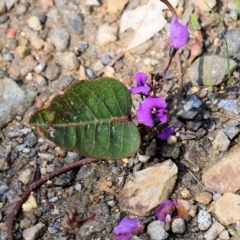 Hardenbergia violacea (False Sarsaparilla) at Nail Can Hill - 24 Sep 2022 by KylieWaldon