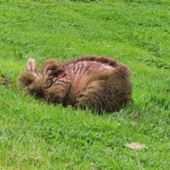 Vombatus ursinus (Common wombat, Bare-nosed Wombat) at Cotter Reserve - 24 Sep 2022 by T.wanderer