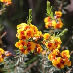 Dillwynia sericea (Egg And Bacon Peas) at Nail Can Hill - 24 Sep 2022 by KylieWaldon