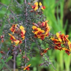 Dillwynia sericea at Albury, NSW - 24 Sep 2022 10:21 AM