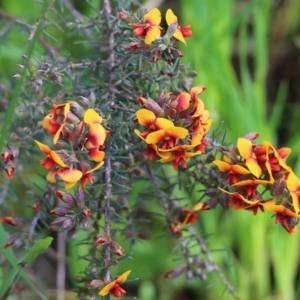 Dillwynia sericea at Albury, NSW - 24 Sep 2022