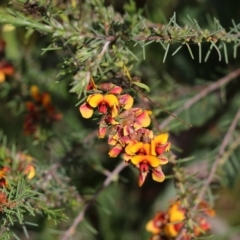 Dillwynia sericea at Albury, NSW - 24 Sep 2022