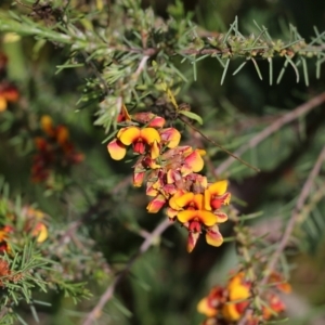 Dillwynia sericea at Albury, NSW - 24 Sep 2022 10:21 AM