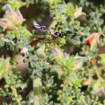 Heteropelma scaposum (Two-toned caterpillar parasite wasp) at Albury - 24 Sep 2022 by KylieWaldon