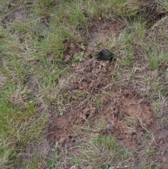 Unverified Mammal at Coree, ACT - 24 Sep 2022 by T.wanderer