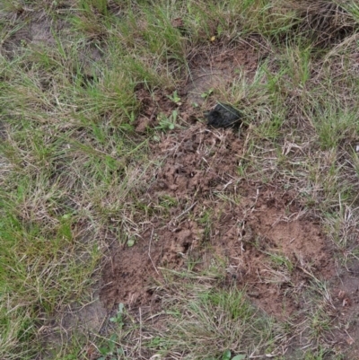 Unverified Mammal at Coree, ACT - 24 Sep 2022 by T.wanderer