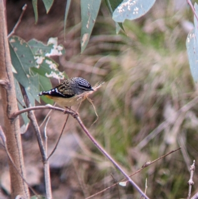 Pardalotus punctatus (Spotted Pardalote) at Tynans TSR - 24 Sep 2022 by Darcy