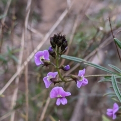 Glycine clandestina (Twining Glycine) at Tynans Travelling Stock Reserve - 24 Sep 2022 by Darcy