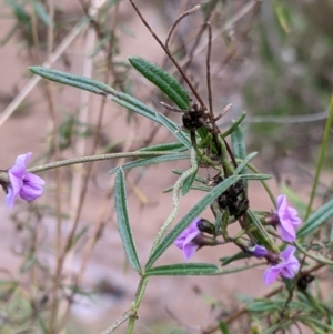 Glycine clandestina at Table Top, NSW - 24 Sep 2022