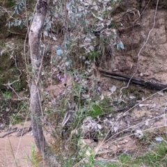 Glycine clandestina at Table Top, NSW - 24 Sep 2022 10:42 AM