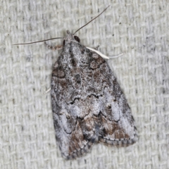 Nanaguna clopaea (a Sarrothripinae moth) at O'Connor, ACT - 23 Sep 2022 by ibaird