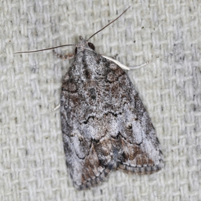 Nanaguna clopaea (a Sarrothripinae moth) at O'Connor, ACT - 23 Sep 2022 by ibaird