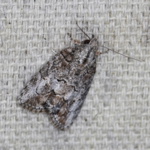 Nanaguna clopaea at O'Connor, ACT - 23 Sep 2022 11:41 PM