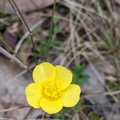 Ranunculus lappaceus (Australian Buttercup) at Tynans Travelling Stock Reserve - 24 Sep 2022 by Darcy