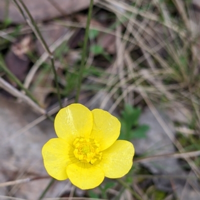 Ranunculus lappaceus (Australian Buttercup) at Albury - 24 Sep 2022 by Darcy