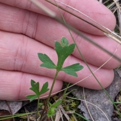 Ranunculus lappaceus at Table Top, NSW - 24 Sep 2022