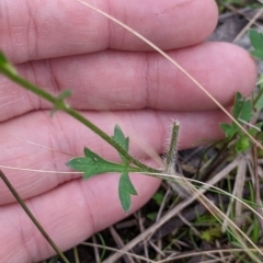 Ranunculus lappaceus at Table Top, NSW - 24 Sep 2022 10:44 AM