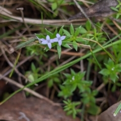 Galium murale (Small Bedstraw) at Tynans TSR - 24 Sep 2022 by Darcy