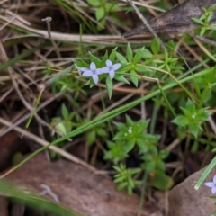 Galium murale at Table Top, NSW - 24 Sep 2022