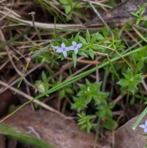 Galium murale at Table Top, NSW - 24 Sep 2022 10:49 AM