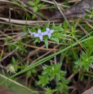 Galium murale at Table Top, NSW - 24 Sep 2022