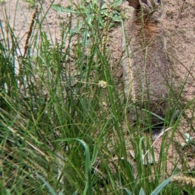 Oryctolagus cuniculus (European Rabbit) at Albury - 24 Sep 2022 by Darcy