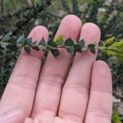 Acacia pravissima (Wedge-leaved Wattle, Ovens Wattle) at Albury - 24 Sep 2022 by Darcy