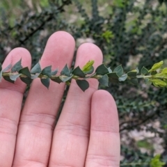 Acacia pravissima at Table Top, NSW - 24 Sep 2022 11:03 AM