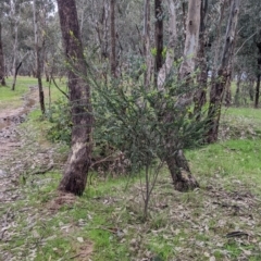 Acacia pravissima at Table Top, NSW - 24 Sep 2022 11:03 AM