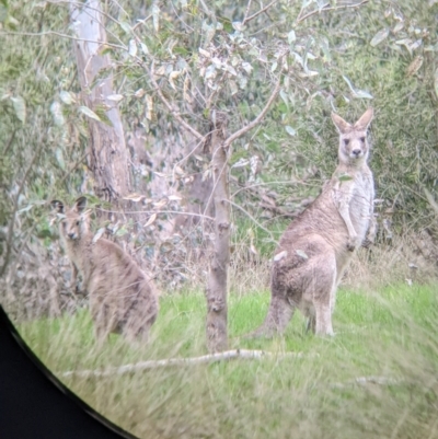 Macropus giganteus (Eastern Grey Kangaroo) at Tynans TSR - 24 Sep 2022 by Darcy