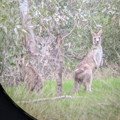 Macropus giganteus (Eastern Grey Kangaroo) at Tynans Travelling Stock Reserve - 24 Sep 2022 by Darcy