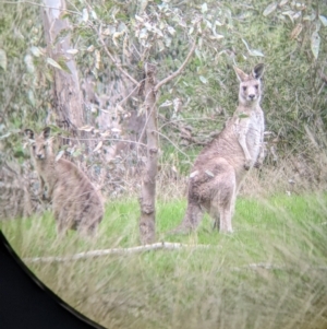 Macropus giganteus at Table Top, NSW - 24 Sep 2022 11:07 AM