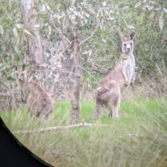 Macropus giganteus at Table Top, NSW - 24 Sep 2022