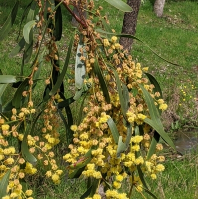 Acacia pycnantha (Golden Wattle) at Albury - 24 Sep 2022 by Darcy