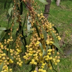Acacia pycnantha (Golden Wattle) at Table Top, NSW - 24 Sep 2022 by Darcy