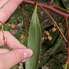 Acacia pycnantha at Table Top, NSW - 24 Sep 2022