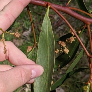 Acacia pycnantha at Table Top, NSW - 24 Sep 2022