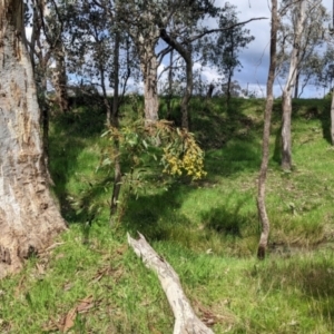 Acacia pycnantha at Table Top, NSW - 24 Sep 2022