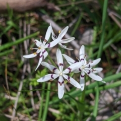 Wurmbea dioica subsp. dioica (Early Nancy) at Albury - 24 Sep 2022 by Darcy