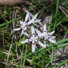 Wurmbea dioica subsp. dioica at Table Top, NSW - 24 Sep 2022