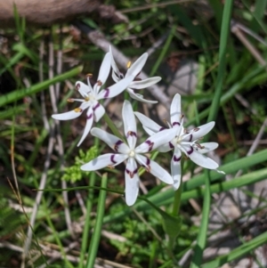 Wurmbea dioica subsp. dioica at Table Top, NSW - 24 Sep 2022