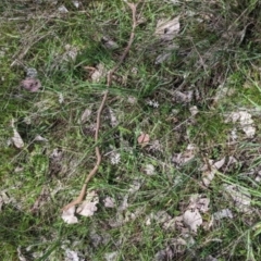 Wurmbea dioica subsp. dioica at Table Top, NSW - 24 Sep 2022