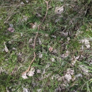 Wurmbea dioica subsp. dioica at Table Top, NSW - 24 Sep 2022