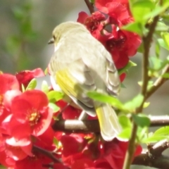 Ptilotula fusca (Fuscous Honeyeater) at Booth, ACT - 24 Sep 2022 by BenW