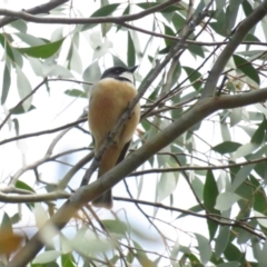 Pachycephala rufiventris (Rufous Whistler) at Booth, ACT - 24 Sep 2022 by BenW