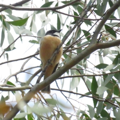 Pachycephala rufiventris (Rufous Whistler) at Booth, ACT - 24 Sep 2022 by BenW